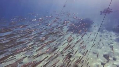 Güneşli bir günde mercan ve iplerin yanında Kızıl Deniz 'in temiz sularında yüzen farklı balıkların el kamerası görüntüleri.
