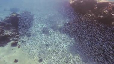 Güneşli bir günde Kızıldeniz 'in şeffaf sularında kumlu zeminde yüzen küçük balık sürüsünün el kamerası görüntüsü.