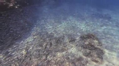 Yukarıda el kamerasıyla çekilen küçük balık sürüsü gündüz vakti güneş ışığında Kızıl Deniz 'in altında yüzüyor.