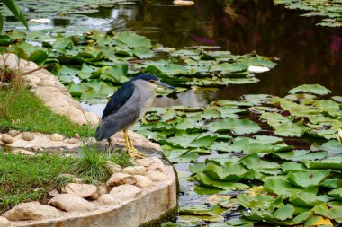 Siyah tacı takmış balıkçıl, yaz günü parkta yaprak yapraklı yapay göl kıyısında oturuyor.