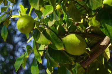 Olgunlaşmamış limonların arasından yeşil yaprakların arasında büyüyen ağaçların üzerinde yaz günü bahçede.