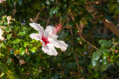 Bahçede güneşli bir yaz gününde yemyeşil ağaç dallarında açan pembe amber çiçeği.