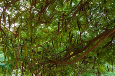 Yaz günü parkta yetişen kahverengi tohumlu keçiboynuzu dalları.