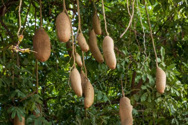 Alttan sarkan zehirli meyveler, güneşli yaz günlerinde yemyeşil dallardan sarkan sosisler.
