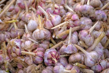 Yukardan taze sarımsaklı, kuru kökleri plastik halatlarla bağlanmış ve market tezgahına yerleştirilmiş.