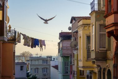 Şehirdeki günbatımına karşı eski apartman binalarının yakınında iplerin üzerinde süzülen vahşi bir kuş.