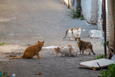 Şirin evsiz pofuduk beyaz ve kızıl kediler eski şehir sokaklarında yürüyor ve gündüzleri yemek yiyorlar.