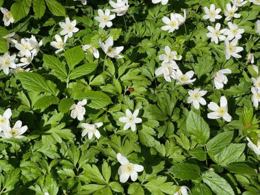 Yeşil yapraklı taze Anemonoides Nemorosa çiçeklerinin ve güneş ışığında büyüyen küçük uğur böceğinin üst görüntüsü.