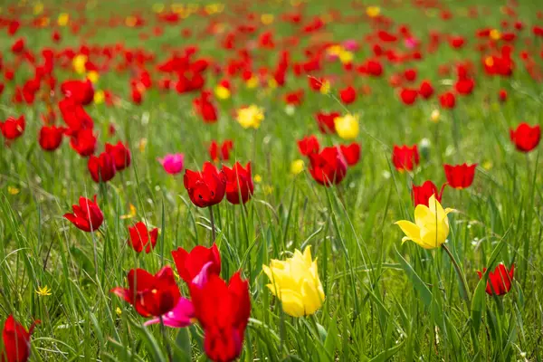 Scène Pittoresque Capture Des Tulipes Rouges Jaunes Vibrantes Dans Fond Images De Stock Libres De Droits