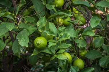 Yeşillik yaprakları arasında yeşil limonlu bir limon ağacına yakın çekim, ferahlık ve büyüme taşır.