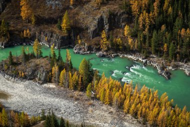 Sonbahar sezonu boyunca yemyeşil sarı yapraklar arasında süzülen turkuaz nehirli nefes kesici Altai manzarası keşfedin. Sonbaharda doğanın dingin güzelliğinin ve canlı renklerinin tadını çıkar..