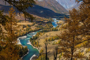 Altai dağları boyunca kıvrılan turkuaz nehri canlı sonbahar yapraklarıyla çevrili.