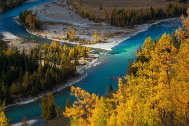 Altai Dağları 'ndaki dalgalı sonbahar yapraklarının arasından kıvrılan nehrin nefes kesici manzarası güzellik ve sükuneti gözler önüne seriyor..
