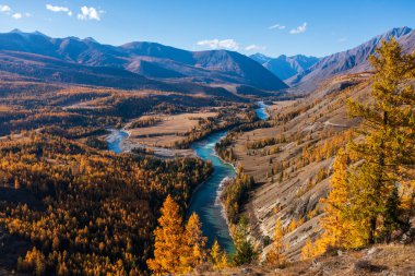 Dağlarla çevrili Altai vadisinde nehir boyunca kıvrılan sarı ormanlı sonbahar manzarası