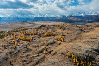 Altai Dağları 'nın sonbaharda çekilmiş bir fotoğrafı. Karaçam ormanları, yuvarlanan tepeler ve karla kaplı tepeler. Canlı, sıcak tonlar doğal güzelliği harmanlayarak nefes kesici panoramik bir manzara yaratır.