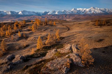 A breathtaking aerial view of Altai mountains surrounded by golden larches in autumn sun. clipart