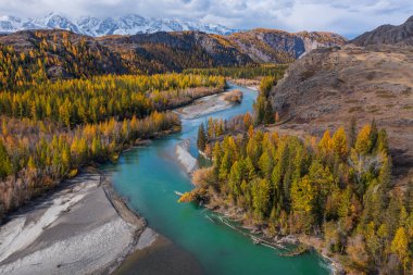 Sonbaharda altın ormanın ve dağların ortasındaki turkuaz nehrin havadan görünüşü canlı mevsimsel dönüşüm ve el değmemiş Altai vahşi doğasını gözler önüne seriyor.. 