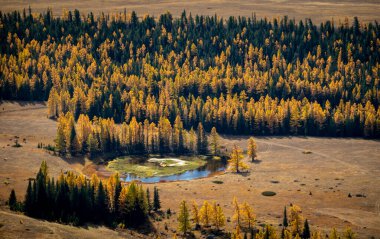 Küçük bir gölü çevreleyen altın sonbahar ormanı, yanında da huzurlu bir çayır. Manzara doğa görünümü.