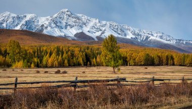 Sonbahar manzarasında canlı sarı ağaçlar, açık çayırlar, kırsal çitler ve kar zirveleri var. Sonbahar mevsiminde zıt doğal elementlerin güzelliğini huzurlu ve huzurlu bir atmosferle yakalar..