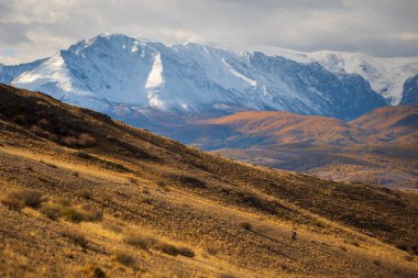 Yürüyüşçü, karlı dağların altındaki altın sonbahar tepelerini keşfeder. Bulutlu bir günde doğa güzelliğini gösterir.
