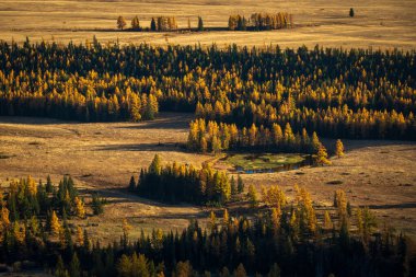 Parlak ormanları, açık arazileri ve dingin bir göleti olan altın sonbahar manzarası. Mevsimsel yeşillikleri vurgulayan sıcak güneş ışığı altında yakalandılar. Güzelliği ve huzuru ön plana çıkarır..