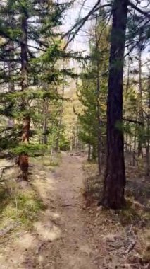 Etrafı yemyeşil yapraklar ve uzun kozalaklı ağaçlarla çevrili huzurlu bir orman yolu. Yürüyüş için ideal doğa kaçışı ve açık hava maceraları için sessiz yansıma..