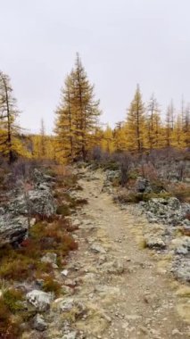 Sonbahar orman sahnesinde sarı karaçam ağaçları ve kayalarla çevrili manzaralı bir patika var. Sonbahar sezonunda doğanın sükunetini ve güzelliğini yakalar. Keşif ve dinginlik hissini aktarır.