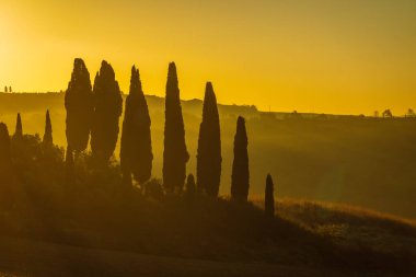 Toskana kırsalındaki selvi ağaçlarının resimli siluetinin üzerinde gün batımı altın bir parıltı sergiliyor..