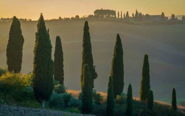 Huzurlu kırsal kesimde selvi ağaçları. Sıcak gün doğumu ışığı huzurlu bir ortam yaratıyor.