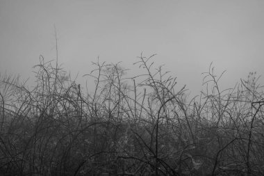 Dinginliği vurgulamak için sisli ortamda siluete bürünmüş çıplak dalları yakalayan ruhani manzara.
