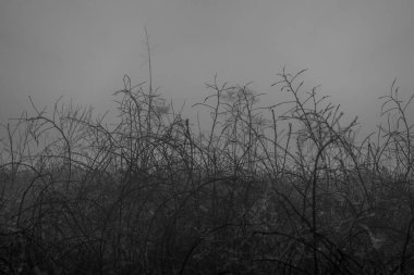 Monochromatic view of tangled branches in atmospheric mist, evoking feelings of mystery and solitude. clipart