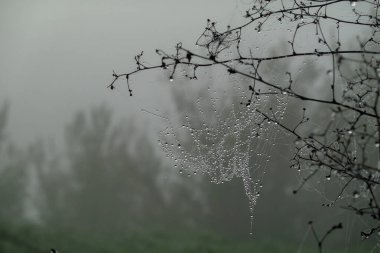 Spiderweb adorned with dew drops hanging from twigs captured on foggy day in nature. Highlighting intricate, delicate web designs and soft light filtering through the misty forest backdrop. clipart