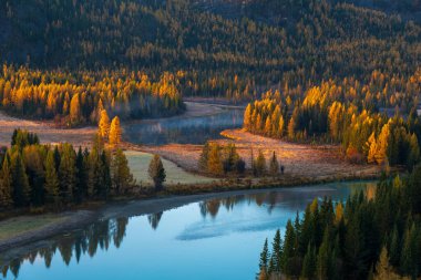 Altai dağlarındaki nefes kesici sonbahar manzarası canlı yapraklar ve huzurlu nehir yansıması. Sonbaharda sıcacık renkleri ve huzurlu atmosferiyle güzelliği yakalar..