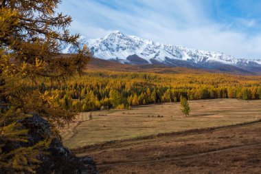 Sonbahar ağaçlarının altın yaprakları güneşli bir günde açık mavi gökyüzünün altında karla kaplı dağların altında.