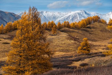 Tepeler, dağınık ağaçlar ve parlak bir gökyüzünün altında karla kaplı dağlarla dolu altın sonbahar manzarası..
