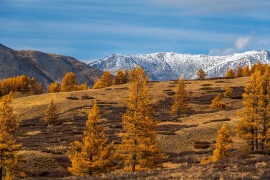Dağlık arazide altın sonbahar ağaçları bulutlu bir gökyüzünün altında karlı dağlar huzurlu bir atmosfer yaratır..