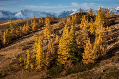 Kayalık arazisi ve uzak karla kaplı dağları olan bir yamaçta altın sonbahar ağaçları
