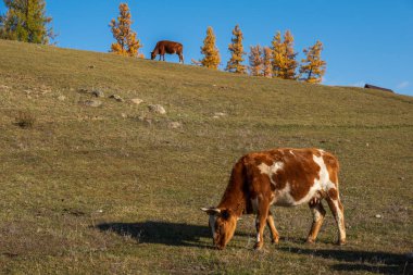 İnekler güz manzaralı kırsal bir alanda güpegündüz çimenli bir tepede otlarlar.