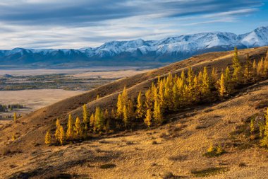 Tarlalı dağ manzarası, sonbahar ağaçları ve bulutlu gökyüzünün altında karla kaplı tepeler.