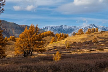 Turuncu sonbahar ağaçları ve karlı zirvelerin yer aldığı tepe manzarası