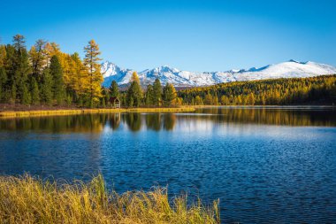 Güzel sonbahar manzarası karlı dağların ve dingin doğadaki altın ağaçların berrak göl yansımalarını sergiliyor..