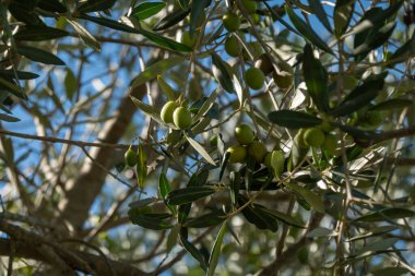Güneş ışığıyla aydınlatılmış ağaç dallarındaki yeşil zeytinler. Yaprakları ve açık mavi gökyüzü ile doğal ortam tarım veya Akdeniz çevresi.