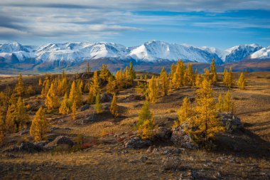 Mavi gökyüzünün altındaki altın sarısı ağaçlar engebeli tepeler ve karlı sıradağlarla çelişiyor.