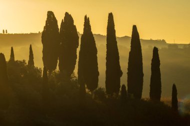 Sabah sisiyle çevrili altın bir gündoğumuna karşı dimdik duran selvi ağaçları. Bu sakin manzara, sükunet ve doğal güzelliği çağrıştıran Akdeniz bölgelerinin karakteristiğidir..