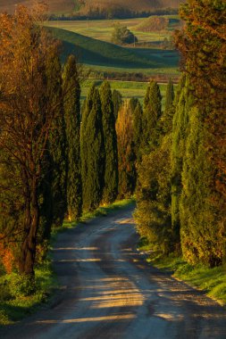 Idyllic kırsal patikası uzun selvi ağaçları ile kaplı sakin bir manzarada güneşin doğuşunu yakalıyorlar..