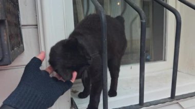 Kara kedi, kedi ve insan arasındaki sevgi dolu bağı gösteren pencere parmaklıklarında nazik bir şekilde sevişmeyi sever..