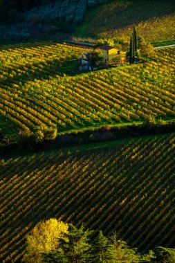 Sonbahar aylarında sarı üzümlü ve kır evli üzüm bağlarının manzarası.