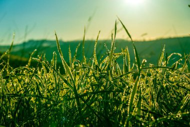 Çim yapraklarının üzerindeki çiy damlaları huzur veren sakin sabah manzarasında güneş ışığını yansıtıyor..