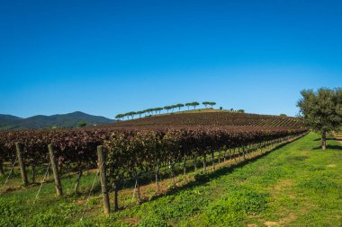 Yamaçta geniş bir üzüm bağı, yeşil yapraklar, sırt boyunca ağaçlar, mavi gökyüzü..