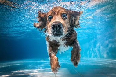 Yüzme havuzundaki köpeğin eğlenceli, zıplayan ve derinlere dalan bir su altı fotoğrafı. Yüzme havuzunda eğlenen, zıplayan, derinlere dalan bir köpeğin sualtı fotoğrafı.. 